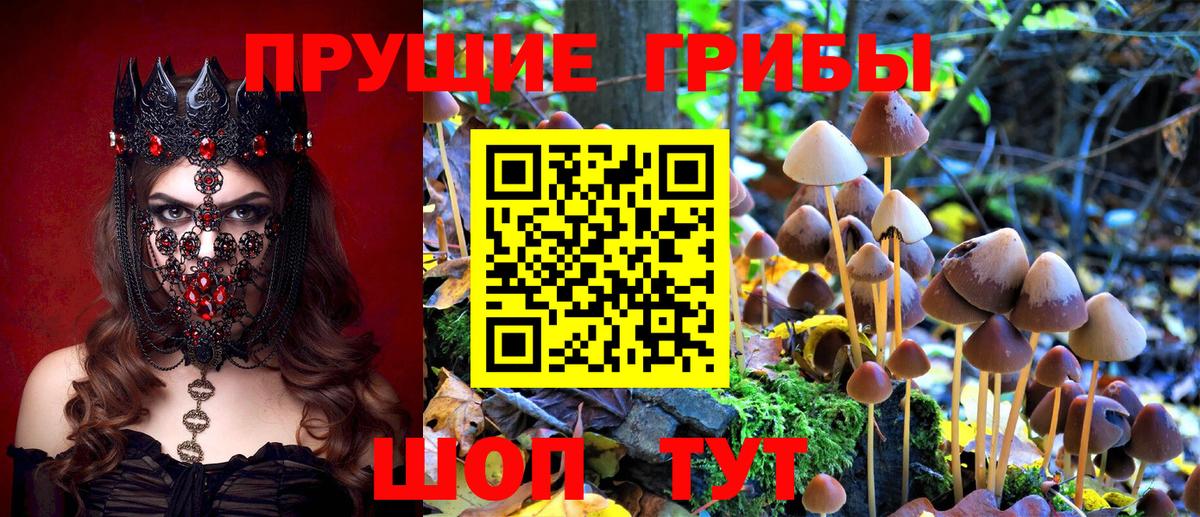 Псилоцибиновые грибы Psilocybine cubensis Мценск